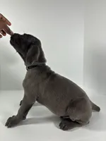 Blackie, a male Cane Corso for sale in Lehigh Acres, FL – Photo 6 of 7