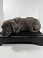 Blackie, a male Cane Corso for sale in Lehigh Acres, FL – Photo 5 of 7