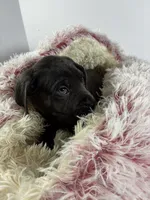 Blackie, a male Cane Corso for sale in Lehigh Acres, FL – Photo 4 of 7