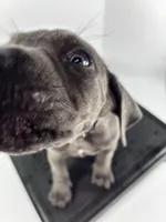 Blackie, a male Cane Corso for sale in Lehigh Acres, FL – Photo 7 of 7