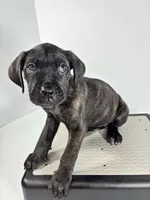 Pink, a female Cane Corso for sale in Lehigh Acres, FL – Photo 3 of 5