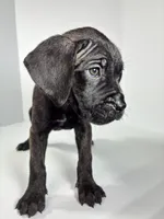 Pink, a female Cane Corso for sale in Lehigh Acres, FL – Photo 2 of 5