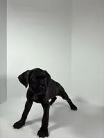 Pink, a female Cane Corso for sale in Lehigh Acres, FL – Photo 1 of 5