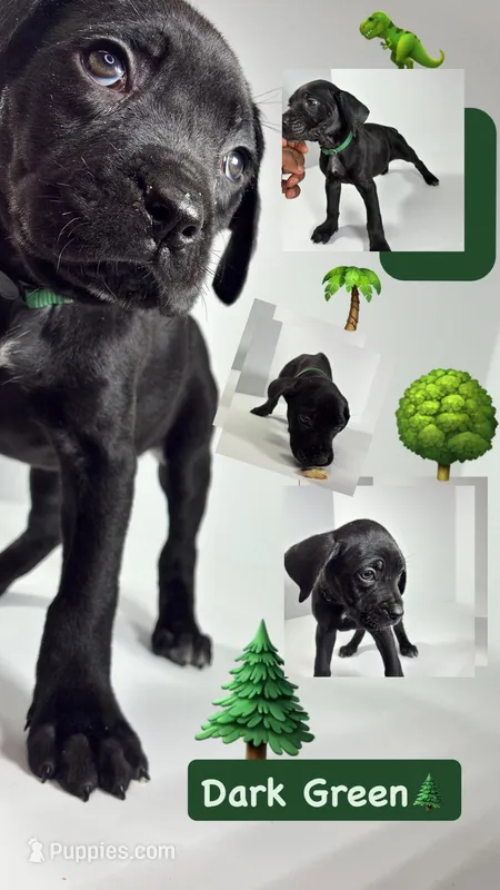 Dark Green – Cane Corso puppy for sale in Lehigh Acres, FL