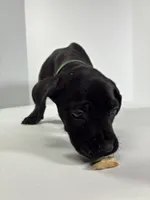 Dark Green, a female Cane Corso for sale in Lehigh Acres, FL – Photo 5 of 6