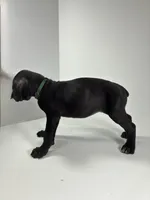 Dark Green, a female Cane Corso for sale in Lehigh Acres, FL – Photo 2 of 6