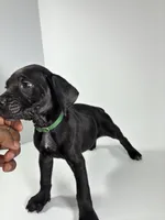 Dark Green, a female Cane Corso for sale in Lehigh Acres, FL – Photo 4 of 6