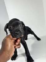 Dark Green, a female Cane Corso for sale in Lehigh Acres, FL – Photo 3 of 6