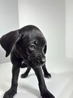 Dark Green, a female Cane Corso for sale in Lehigh Acres, FL – Photo 6 of 6