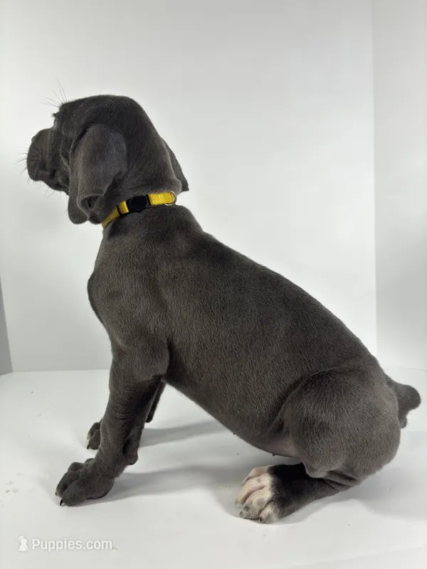 Yellow – Cane Corso puppy for sale in Lehigh Acres, FL