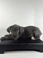 Yellow, a female Cane Corso for sale in Lehigh Acres, FL – Photo 2 of 5