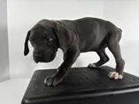 Yellow, a female Cane Corso for sale in Lehigh Acres, FL – Photo 3 of 5