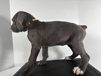 Yellow, a female Cane Corso for sale in Lehigh Acres, FL – Photo 4 of 5