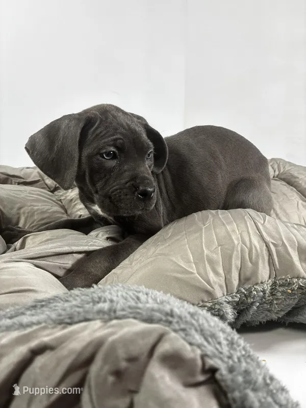 Light Blue – Cane Corso puppy for sale in Lehigh Acres, FL
