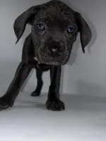 Light Blue, a female Cane Corso for sale in Lehigh Acres, FL – Photo 7 of 7
