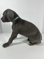 Light Blue, a female Cane Corso for sale in Lehigh Acres, FL – Photo 3 of 7