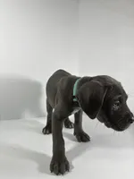 Light Blue, a female Cane Corso for sale in Lehigh Acres, FL – Photo 6 of 7