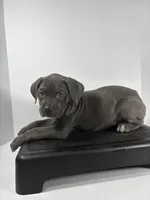 Light Blue, a female Cane Corso for sale in Lehigh Acres, FL – Photo 5 of 7