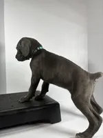 Light Blue, a female Cane Corso for sale in Lehigh Acres, FL – Photo 4 of 7