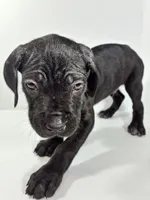 Bluey, a male Cane Corso for sale in Lehigh Acres, FL – Photo 3 of 3