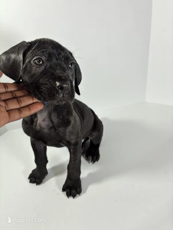 Bluey – Cane Corso puppy for sale in Lehigh Acres, FL