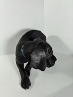 Bluey, a male Cane Corso for sale in Lehigh Acres, FL – Photo 2 of 3