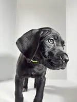 Lime Green , a male Cane Corso for sale in Lehigh Acres, FL – Photo 3 of 3