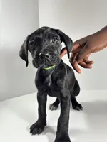 Lime Green , a male Cane Corso for sale in Lehigh Acres, FL – Photo 2 of 3