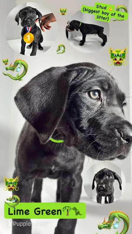 Lime Green  – Cane Corso puppy for sale in Lehigh Acres, FL