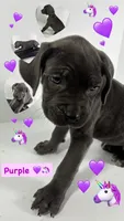 Purple, a female Cane Corso for sale in Lehigh Acres, FL – Photo 5 of 5