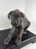 Purple, a female Cane Corso for sale in Lehigh Acres, FL – Photo 3 of 5