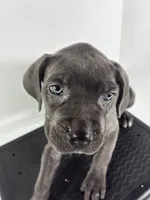 Purple, a female Cane Corso for sale in Lehigh Acres, FL – Photo 4 of 5