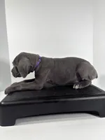 Purple, a female Cane Corso for sale in Lehigh Acres, FL – Photo 2 of 5