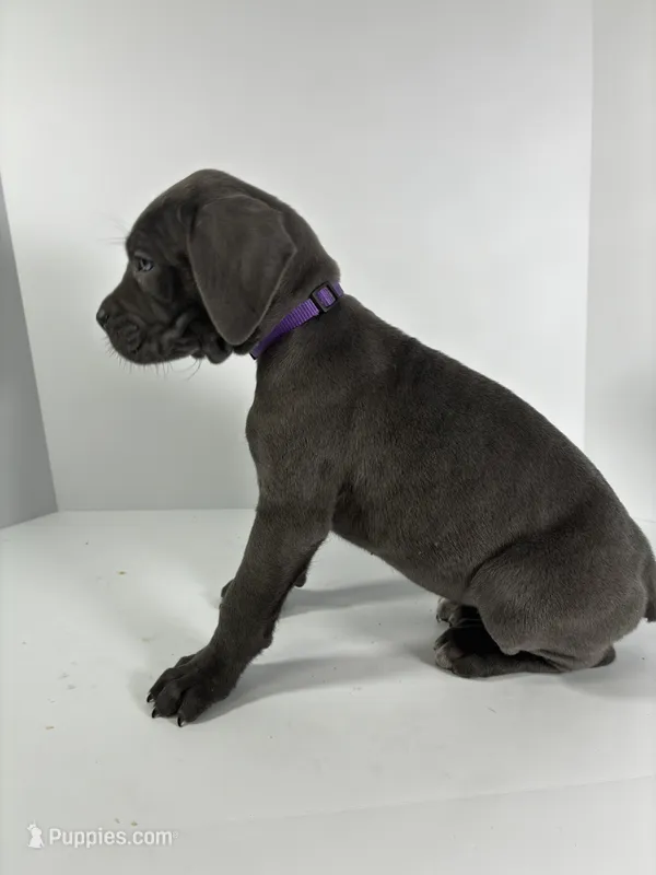 Purple – Cane Corso puppy for sale in Lehigh Acres, FL