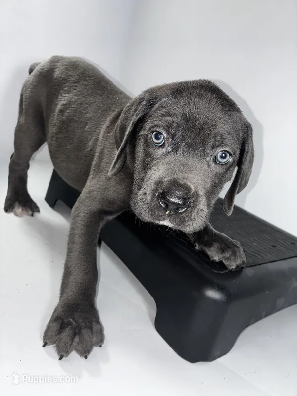 Red – Cane Corso puppy for sale in Lehigh Acres, FL