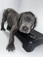 Red, a male Cane Corso for sale in Lehigh Acres, FL – Photo 1 of 7