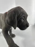 Red, a male Cane Corso for sale in Lehigh Acres, FL – Photo 6 of 7