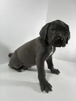 Red, a male Cane Corso for sale in Lehigh Acres, FL – Photo 5 of 7