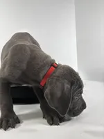 Red, a male Cane Corso for sale in Lehigh Acres, FL – Photo 4 of 7