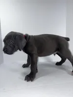 Red, a male Cane Corso for sale in Lehigh Acres, FL – Photo 2 of 7