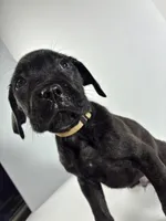 Beige, a female Cane Corso for sale in Lehigh Acres, FL – Photo 4 of 5