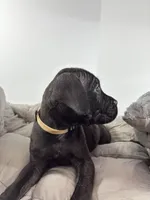 Beige, a female Cane Corso for sale in Lehigh Acres, FL – Photo 5 of 5