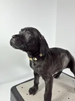 Beige, a female Cane Corso for sale in Lehigh Acres, FL – Photo 2 of 5