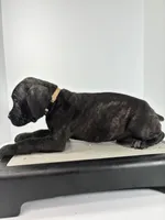 Beige, a female Cane Corso for sale in Lehigh Acres, FL – Photo 3 of 5