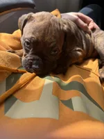 Piper, a female Valley Bulldog for sale in Mentor, OH – Photo 6 of 6