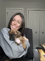 Piper, a female Valley Bulldog for sale in Mentor, OH – Photo 4 of 6