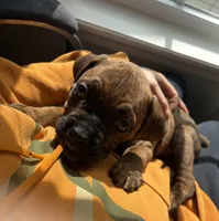 Piper, a female Valley Bulldog for sale in Mentor, OH – Photo 5 of 6