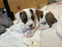 Digger, a male Valley Bulldog for sale in Mentor, OH – Photo 5 of 6