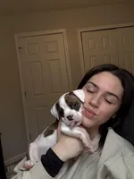 Digger, a male Valley Bulldog for sale in Mentor, OH – Photo 3 of 6