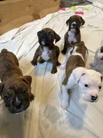 Digger, a male Valley Bulldog for sale in Mentor, OH – Photo 6 of 6